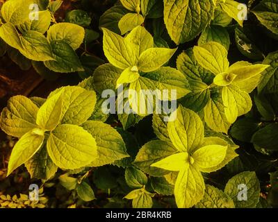 Fleur de jasmin entourée de feuilles vertes. Il est vert fort et de couleur vive. Banque D'Images