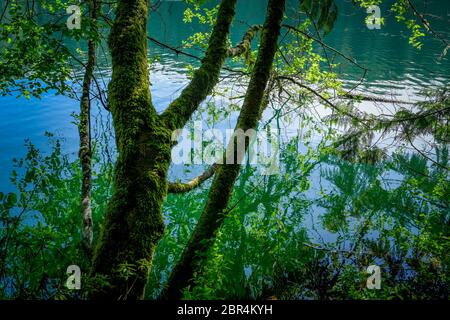 Arbres au rivage, site récréatif de Cat Lake, près de Squamish, Colombie-Britannique, Canada Banque D'Images