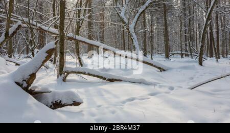 Après les chutes de neige en deciduousstand matin de neige arbres emballés, la forêt de Bialowieza, Pologne, Europe Banque D'Images