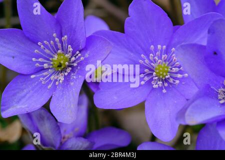 Tour à lobes hepatica Hepatica triloba),(début de printemps, la forêt de Bialowieza, Pologne, Europe Banque D'Images