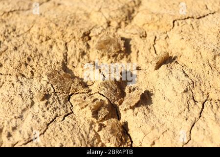 Gros plan de petites formations de roses désertiques et de fissures de dessiccation distinctes dans la région naturelle du semi-désert de Bardenas Reales, Navarre, Espagne Banque D'Images