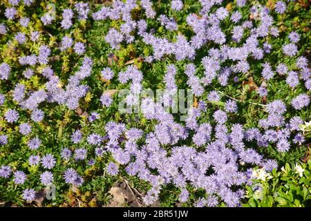 Le libre et Vue de dessus d'un lit de jardin avec les fleurs du coeur-leaved globe fleur. Banque D'Images