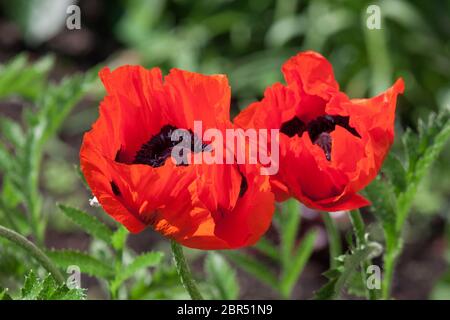 Deux coquelicots rouges poussent sur un pré de printemps. Plantes cultivées. Vivre la nature. Banque D'Images