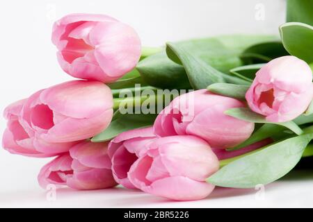 Groupe de tulipes roses sont couché sur fond blanc. Vivre la nature. Banque D'Images