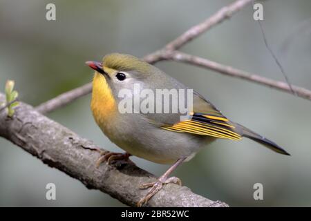 leiothrix à bec rouge (Leiothrix lutea) magnifique oiseau de passereau sur le beanch près de Shimla dans l'Himachal Pradesh, Inde. Banque D'Images