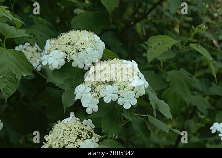 Grappes de fleurs blanches, détail d'un arbuste noir, foyer séletif - Viburnum prunifolium Banque D'Images