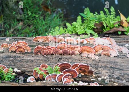 Groupe de Ganoderma lucidum ou champignons champignon ling zhi sur le bois le bois dans la forêt de pluie Banque D'Images