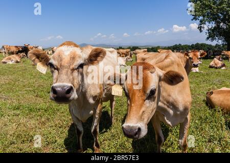Les vaches laitières se reproduisent en jersey dans les pâturages d'été Banque D'Images
