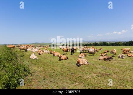 Les vaches laitières se reproduisent en jersey dans les pâturages d'été Banque D'Images