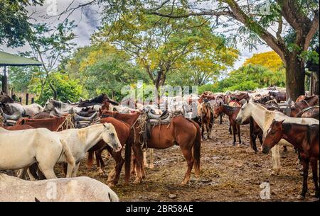 Grand groupe de mulets dans une ferme dans la province de Guanacaste au Costa Rica Banque D'Images