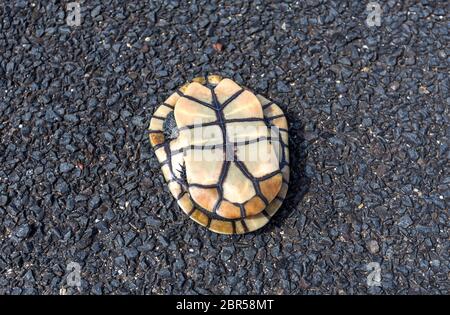 Vue de dessus de l'eau douce une tortue serpent commun spécimen, Chelodina longicollis, trouvés dans le milieu de la route près de Armidale, NSW, Australie Banque D'Images