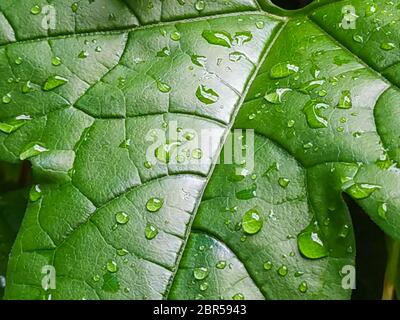 Feuilles de bébé jackfruit et gouttes d'eau dans le jardin et la nature fond. Banque D'Images