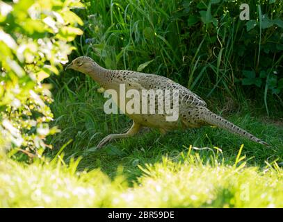 Un faisan féminin (Phasianus colchicus) tôt en soirée, Warwickshire Banque D'Images