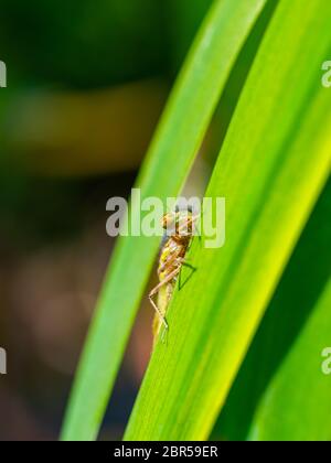 Grand Red Damselfly nouvellement apparu Banque D'Images