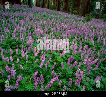 Lupin, Lupinus angustifolius, Redwood Mountain, parc national de Kings Canyon, Californie Banque D'Images