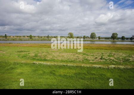 Belle vue sur un paysage hollandais typique près de la rivière Waal et de l'eau, herbe verte, prairies et arbres lors d'une journée ensoleillée en avril, printemps coloré Banque D'Images