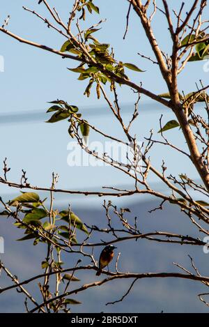 magpie robins et moineau à la recherche de nourriture sur une plante Banque D'Images