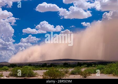 Tempête de poussière Haboob dans le désert de l'Arizona Banque D'Images