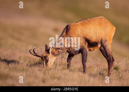 Chamois adultes, rupicapra rupicapra, se nourrissant lors des rayons du soleil de la dernière soirée. Animal de montagne dans l'herbe chaude et légère. Comportement de pâturage de l'animal sauvage dans n Banque D'Images