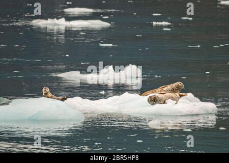 Les phoques du port reposent sur des flotteurs de glace vêlé du glacier Barry, un glacier d'eau tidale de Barry Arm, du fjord Harriman, du détroit Prince William près de Whittier, en Alaska. Banque D'Images
