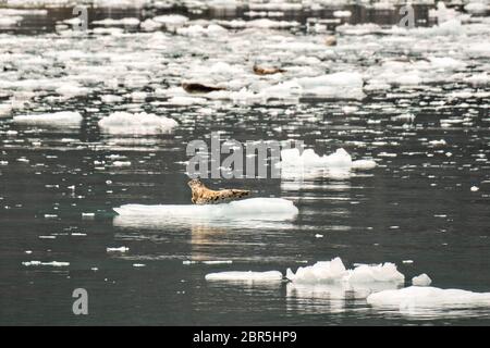 Les phoques du port reposent sur des flotteurs de glace vêlé du glacier Barry, un glacier d'eau tidale de Barry Arm, du fjord Harriman, du détroit Prince William près de Whittier, en Alaska. Banque D'Images