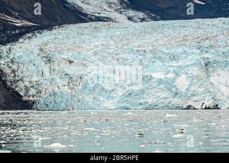 Les phoques du port reposent sur des flotteurs de glace vêlé du glacier Barry, un glacier d'eau tidale de Barry Arm, du fjord Harriman, du détroit Prince William près de Whittier, en Alaska. Banque D'Images