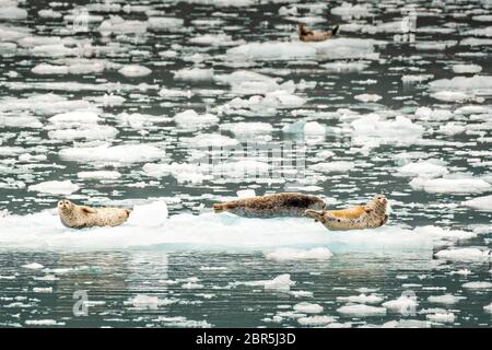 Les phoques du port reposent sur des flotteurs de glace vêlé du glacier Barry, un glacier d'eau tidale de Barry Arm, du fjord Harriman, du détroit Prince William près de Whittier, en Alaska. Banque D'Images