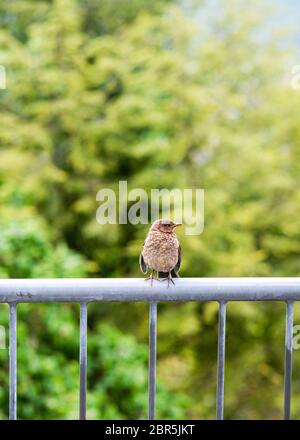 Jeune blackbird assis sur un balcon en métal balusant dans le jardin. (Turdus merula) Banque D'Images