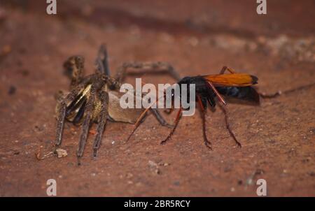 Araignée mangeant la guêpe, Pompilidae SP. Avec sa proie de l'araignée de pluie ( Palystes superciliosus) 7 Banque D'Images
