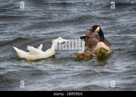 Mère Goose protéger sa jeune d'un canard Banque D'Images