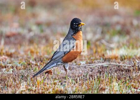 Le Robin des bois (Turdus migratorius) qui se trouve dans la région de Cherry Hill, Nouvelle-Écosse, Canada Banque D'Images