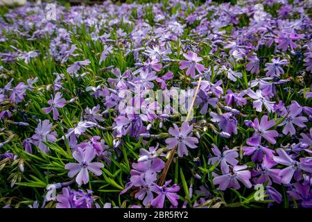 Phlox subulata, également connu sous le nom de phlox de la mousse. Fleurs bleues. Banque D'Images