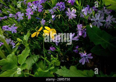 Phlox subulata, également connu sous le nom de phlox de la mousse. Fleurs bleues. Banque D'Images