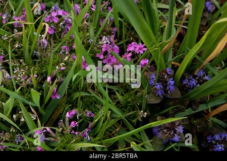 Phlox subulata, également connu sous le nom de phlox de la mousse. Fleurs bleues. Banque D'Images