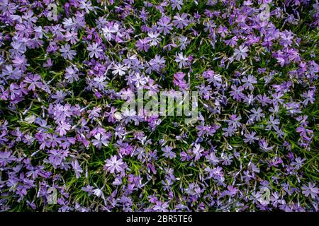 Phlox subulata, également connu sous le nom de phlox de la mousse. Fleurs bleues. Banque D'Images