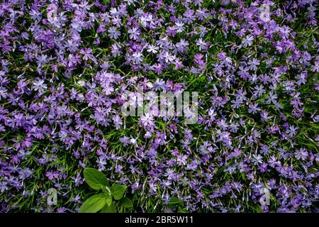 Phlox subulata, également connu sous le nom de phlox de la mousse. Fleurs bleues. Banque D'Images