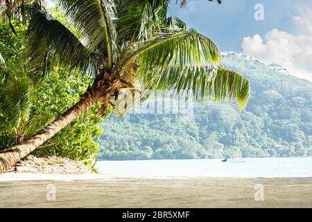 Cocotiers à Anse Royale, l'île de Mahé, Seychelles Banque D'Images