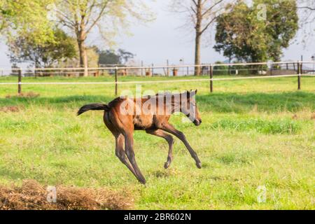 Chevaux avec des foals colts dans le champ de paddock sur la ferme de clous. Banque D'Images