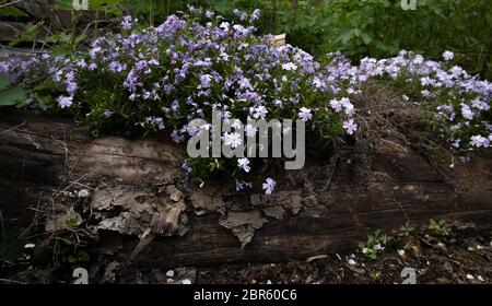 Phlox subulata, également connu sous le nom de phlox de la mousse. Fleurs bleues. Banque D'Images