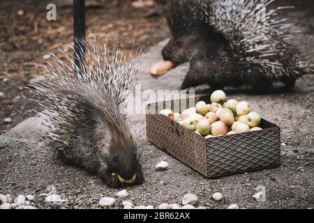 Porcupines Turin 20-5-2020 Murazzano ( Cuneo ) le parc de safari de Langhe est fermé depuis mars en raison de l'urgence de Covid-19. Pour continuer à nourrir et à prendre soin des animaux, ils ont dû demander l'aide de restaurateurs, d'agriculteurs et de commerçants pour donner de la nourriture pour nourrir les animaux. Né en 1976 à Murazzano dans la belle région de Langhe, le parc abrite de nombreuses espèces telles que zèbres, jaguars, loups, chameaux, kangourous, hippopotames et beaucoup d'autres espèces Torino 20 Maggio 2020 Parco Safari delle Langhe - Murazzano - Cuneo - 20/05/2020. Chiuso fin dal mese di Marzo par via del Banque D'Images