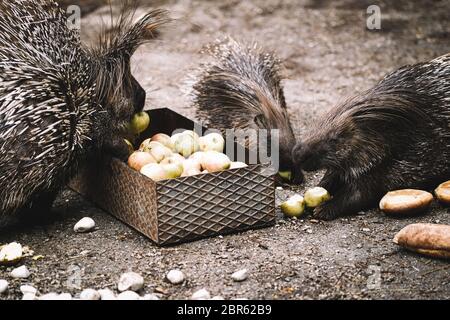 Porcupines Turin 20-5-2020 Murazzano ( Cuneo ) le parc de safari de Langhe est fermé depuis mars en raison de l'urgence de Covid-19. Pour continuer à nourrir et à prendre soin des animaux, ils ont dû demander l'aide de restaurateurs, d'agriculteurs et de commerçants pour donner de la nourriture pour nourrir les animaux. Né en 1976 à Murazzano dans la belle région de Langhe, le parc abrite de nombreuses espèces telles que zèbres, jaguars, loups, chameaux, kangourous, hippopotames et beaucoup d'autres espèces Torino 20 Maggio 2020 Parco Safari delle Langhe - Murazzano - Cuneo - 20/05/2020. Chiuso fin dal mese di Marzo par via del Banque D'Images