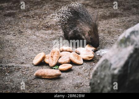 Porcupine Turin 20-5-2020 Murazzano ( Cuneo ) le parc de safari de Langhe est fermé depuis mars en raison de l'urgence de Covid-19. Pour continuer à nourrir et à prendre soin des animaux, ils ont dû demander l'aide de restaurateurs, d'agriculteurs et de commerçants pour donner de la nourriture pour nourrir les animaux. Né en 1976 à Murazzano dans la belle région de Langhe, le parc abrite de nombreuses espèces telles que zèbres, jaguars, loups, chameaux, kangourous, hippopotames et beaucoup d'autres espèces Torino 20 Maggio 2020 Parco Safari delle Langhe - Murazzano - Cuneo - 20/05/2020. Chiuso fin dal mese di Marzo par Dell Banque D'Images