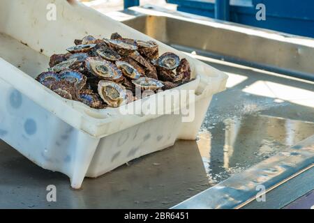 Petit marché privé de fruits de mer. Sur le comptoir se trouve un plateau en plastique blanc avec Lapas - Platella Vulgata frais et sauvage, pris en début de matinée. Ancien port, Banque D'Images