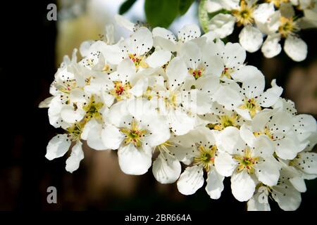 Branche de poire à fleurs. Jardin de printemps en fleurs. Banque D'Images