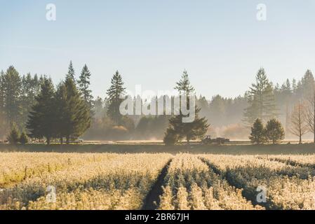 Jeune plantule de pin dans le jardin à la lumière du matin. Banque D'Images