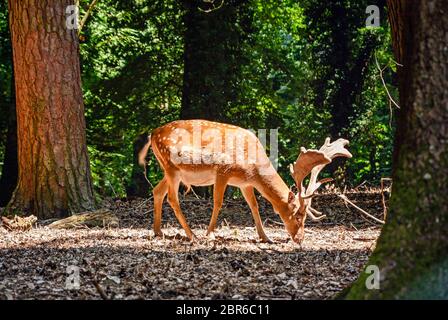 Buck de cerf sauvage debout dans la forêt Banque D'Images