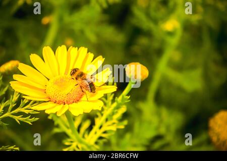 Gazania African daisies, daisy flower composite comme les tons de jaune, de plus en été. Son une plante de la famille des Asteraceae du sud de l'Afri Banque D'Images
