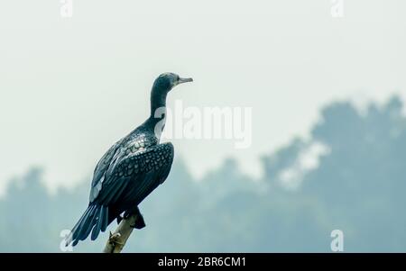 Cormoran à aigrettes (Phalacrocorax auritus), un oiseau pêche noir mat à Kumarakom Bird-- Sanctuaire. Populaires dans les rivières lacs et zones côtières Banque D'Images