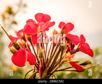 Canna fleurit ou Canna fleurit, également appelé Indian shot, d'arrow-root africaine, violet la Sierra Leone à l'arrowroot, plantes à fleurs est un seul genre de Cannaceae fam Banque D'Images