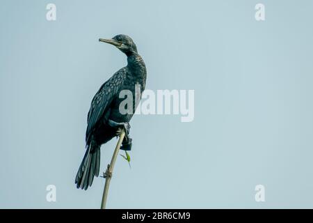 Cormoran à aigrettes (Phalacrocorax auritus), un oiseau pêche noir mat à Kumarakom Bird-- Sanctuaire. Populaires dans les rivières lacs et zones côtières Banque D'Images